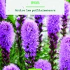 Bulbes de fleurs Liatris Spicata bio botanic® - 10 bulbes