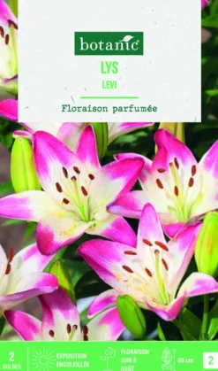 Bulbes de fleurs Lys asiatique Levu botanic® - 2 bulbes