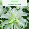 Bulbes de fleurs Lys oriental double blanc botanic® - 2 bulbes