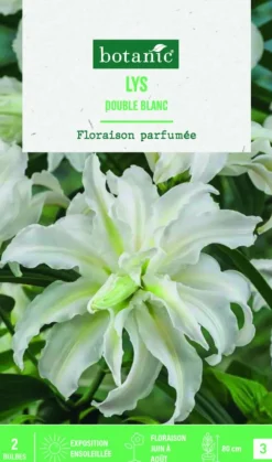 Bulbes de fleurs Lys oriental double blanc botanic® - 2 bulbes
