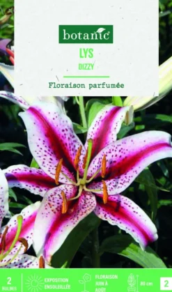 Bulbes de fleurs Lys oriental Dizzy botanic® - 2 bulbes