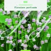Bulbes de fleurs Muguet rose bio botanic® - 3 bulbes