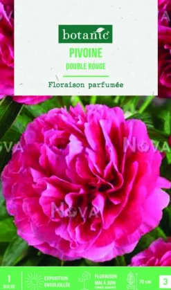 Bulbes de fleurs Pivoine Lactifora double rouge botanic® – 32 bulbes