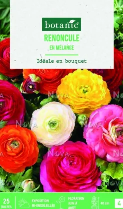 Bulbes de fleurs Renoncule asiatique en mélange botanic® – 25 bulbes