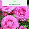 Bulbes de fleurs Renoncule asiatique rose botanic® – 12 bulbes