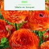 Bulbes de fleurs Renoncule asiatique orange botanic® – 12 bulbes