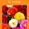 Bulbes de fleurs Renoncules asiatiques en mélange botanic® – 12 bulbes