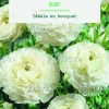 Bulbes de fleurs Renoncule asiatique blanc botanic® – 12 bulbes