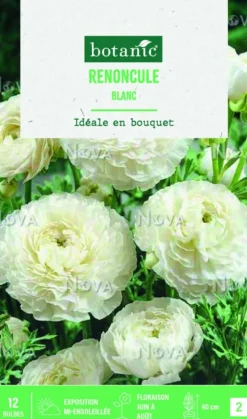 Bulbes de fleurs Renoncule asiatique blanc botanic® – 12 bulbes