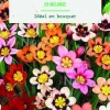 Bulbes de fleurs Sparaxis tricolor en mélange botanic® – 25 bulbes