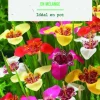 Bulbes de fleurs Tigridia en mélange botanic® – 15 bulbes