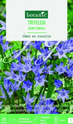 Bulbes de fleurs Triteleia Reine Fabiola botanic® – 25 bulbes