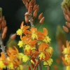 Bulbine ou Bulbinella à fleurs jaunes - Le pot Ø 16 cm