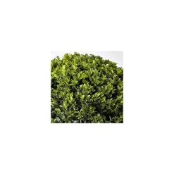 Buxus Semper Bord 20/25 cm