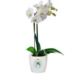 Cache pot Brussel Orchidees