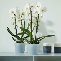 Cache pot Brussel Orchidees