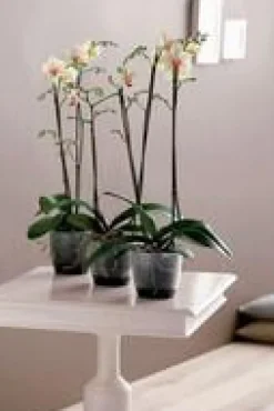 Cache pot 13cm Brussel Orchidées Elho D13 x H11cm