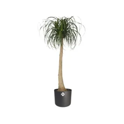 Cache-pot anthracite Elho b.for soft - Ø 22 cm