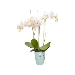 Cache-pot Brussels Orchidées haut Ø 12,5 x H 15,2 cm Polypropylène injecté