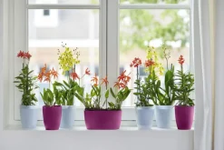 Cache-pot Brussels Orchidées haut Ø 12,5 x H 15,2 cm Polypropylène injecté