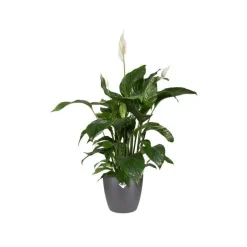 Cache-pot Brussels rond Ø 16 x 14,6 cm polypropylène injecté