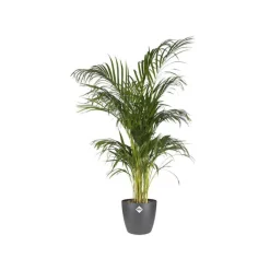 Cache-pot Brussels rond Ø 14 x 12,5 cm polypropylène injecté