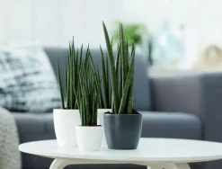 Cache-pot Brussels rond mini Ø 10,5 x H 9,7 cm Polypropylène injecté