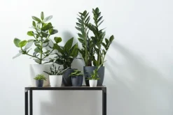 Cache-pot en polypropylène Elho Brussels rond mini anthracite - Ø 12,5 cm