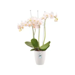 Cache-pot en polypropylène Elho Brussels Orchidées haut blanc - Ø 12,5 x H 15,2 cm