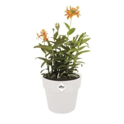 Cache-pot en polypropylène Elho B.for original rond blanc - Ø 16 cm