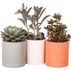 Cactus coloris vert pot en céramique - Ø 6 cm