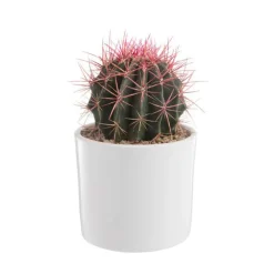 Cactus mix en pot blanc émaillé, Ø 20cm