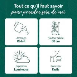 Cactus mix en pot blanc émaillé, Ø 20cm