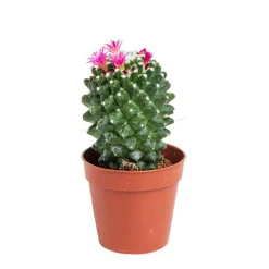Cactus varié botanic® - Pot 5,5 cm de diamètre