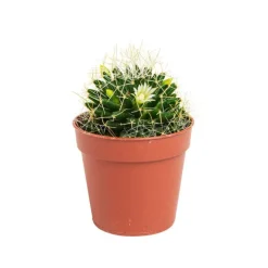 Cactus varié botanic® - Pot 5,5 cm de diamètre