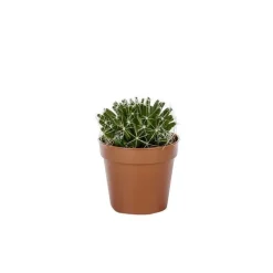 Cactus varié botanic® - Pot 5,5 cm de diamètre