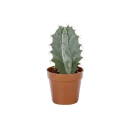 Cactus varié botanic® - Pot 5,5 cm de diamètre