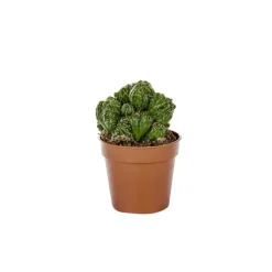 Cactus varié botanic® - Pot 5,5 cm de diamètre