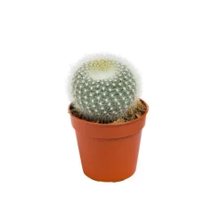 Cactus varié botanic® - Pot 5,5 cm de diamètre