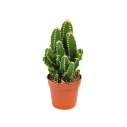 Cactus varié botanic® - Pot 5,5 cm de diamètre