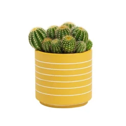 Cactus varié pot céramique - Pot 9 cm de diamètre