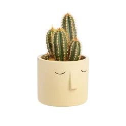 Cactus varié pot céramique - Pot 9 cm de diamètre
