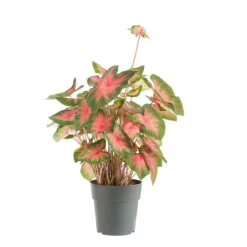 Caladium - Ø 24 cm