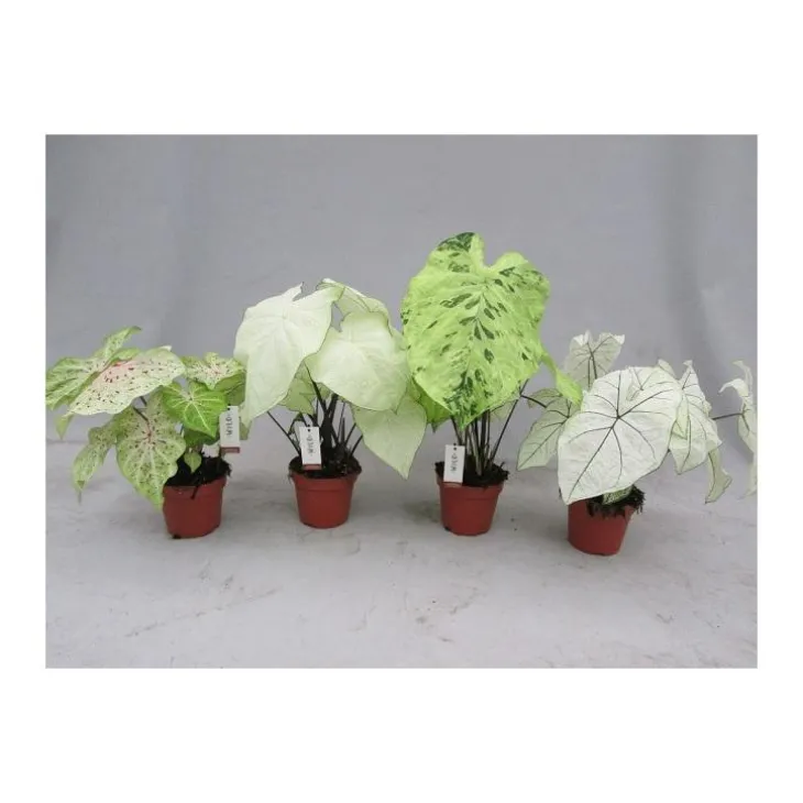 Caladium plante coloris vert - Ø 17 cm H 45 cm