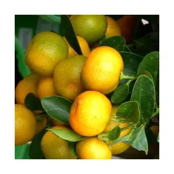 Calamondin. La coupe de diamètre 25 cm