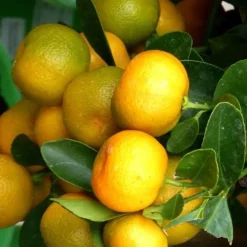 Calamondin. Le pot de 12 litres
