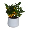 Calamondin. Le pot de 2 litres