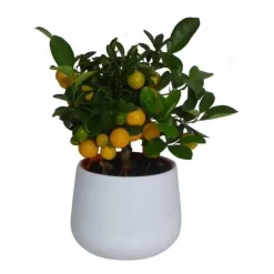 Calamondin. Le pot de 2 litres
