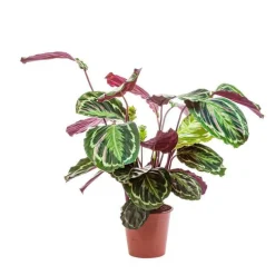 Calathéa mix extra - Le pot de Ø 19 cm