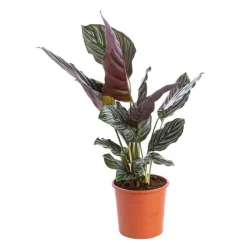 Calathéa Varié H. 75 cm pot D.19 cm